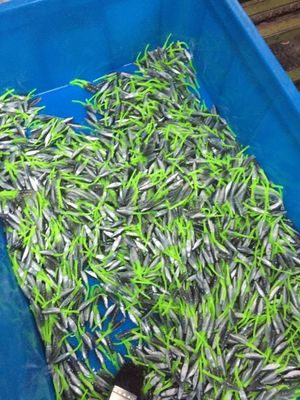 Machine de moulage par injection de plastique pour la production d'appâts de pêche de précision